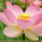 Screenshot #1 - Windows 8.1 для слабых ПК Pro (6.3.9600.17056) Lite x64 by Divet