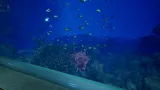 Screenshot #4 - Aquarium at August 32nd