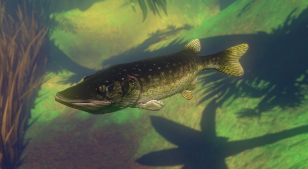 Screenshot #10 - Feed and Grow: Fish