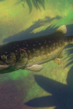 Screenshot #10 - Feed and Grow: Fish