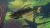 Screenshot #10 - Feed and Grow: Fish