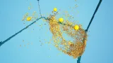 Screenshot #3 - Advanced Flock System – Multithreaded Fish AI and Reactive School Behavior UE5.5  v1.3.7