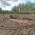 Living Mud URP