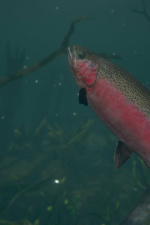 Screenshot #1 - Ultimate Fishing Simulator 2