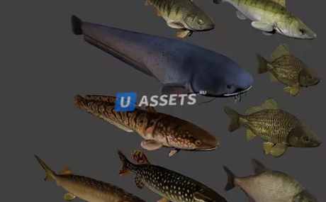 Fish animation