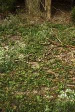 Screenshot #4 - PCG Biome: Forest Poplar (Interactive Foliage, Trees, Wind System, Nature)