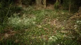 Screenshot #4 - PCG Biome: Forest Poplar (Interactive Foliage, Trees, Wind System, Nature)