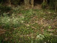 Screenshot #4 - PCG Biome: Forest Poplar (Interactive Foliage, Trees, Wind System, Nature)