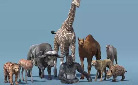 African Animal Pack 2