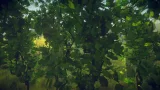 Screenshot #3 - Trees Variety