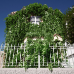 Screenshot #1 - Crazy Ivy Realistic Ivy Generator Vine Plugin - Grow Procedural Plants in Editor