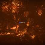 Screenshot #1 - Forest Fire