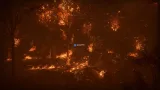 Screenshot #1 - Forest Fire