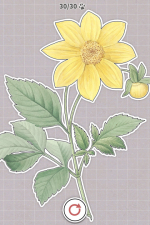 Screenshot #2 - Plants Huddled Together