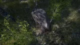 Screenshot #3 - Scanned Birch Wood