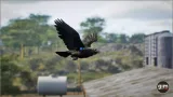 Screenshot #3 - Animalia - Raven