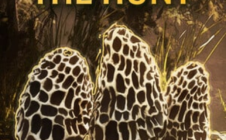 Morels: The Hunt