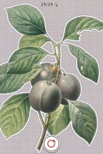 Screenshot #1 - Plants Huddled Together