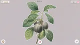 Screenshot #1 - Plants Huddled Together