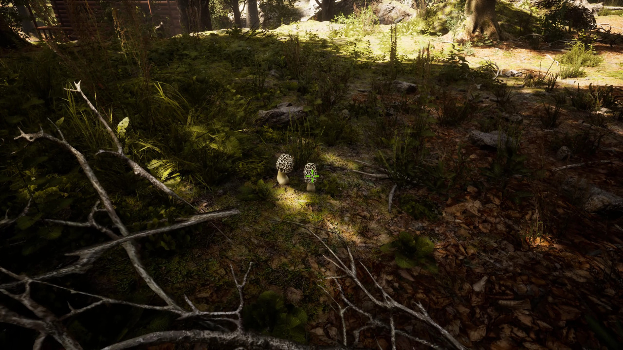 Screenshot #7 - Morels: The Hunt