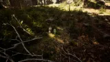 Screenshot #7 - Morels: The Hunt