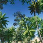 Screenshot #1 - Tropical South-East Asia Rainforest / Jungle Pack