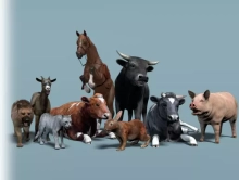 Domestic Animal Pack 1