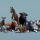 Domestic Animal Pack 1