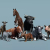 Domestic Animal Pack 1