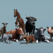 Domestic Animal Pack 1