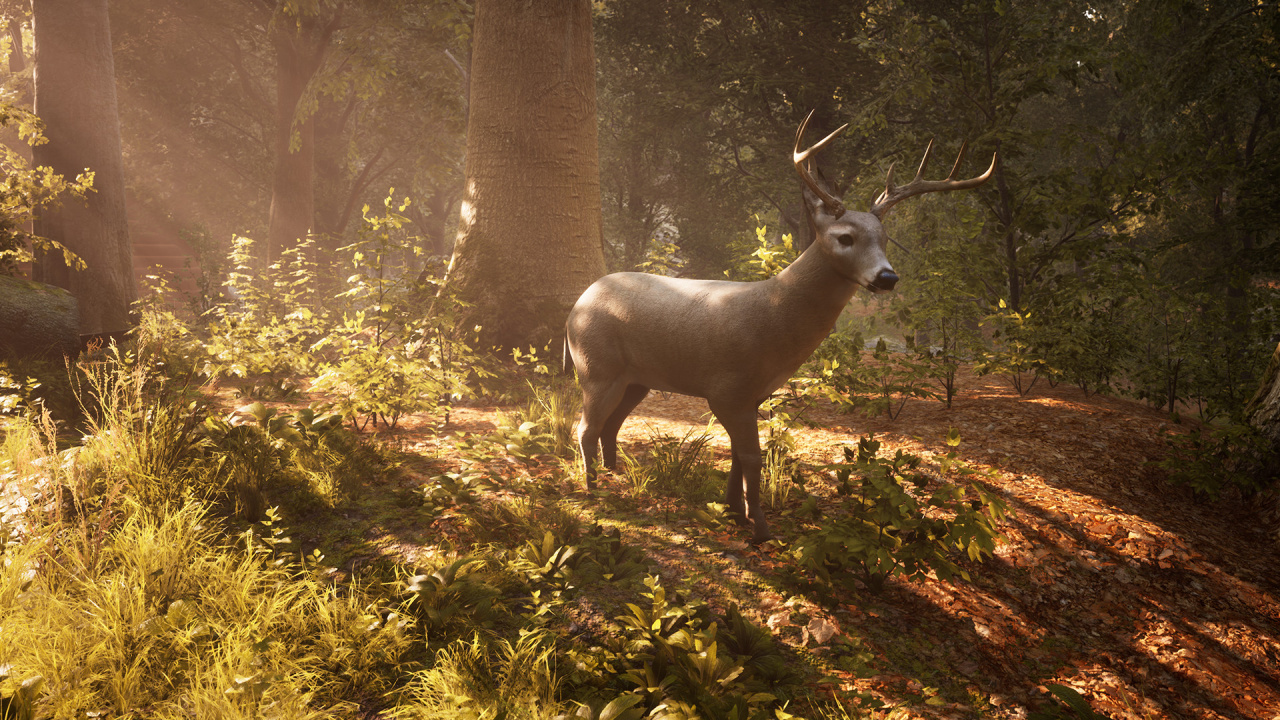 Screenshot #12 - Morels: The Hunt