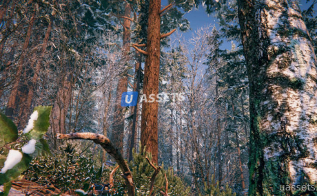 Winter Forest Environment
