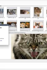 Screenshot #5 - Поиск картинок Extreme Picture Finder 3.65.11.0 RePack by elchupacabra