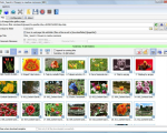Screenshot #2 - Bulk Image Downloader 6.46 Repack