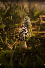 Screenshot #1 - Morels: The Hunt