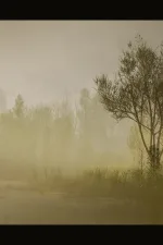 Screenshot #3 - PCG Biome: Forest Poplar (Interactive Foliage, Trees, Wind System, Nature)