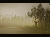 Screenshot #3 - PCG Biome: Forest Poplar (Interactive Foliage, Trees, Wind System, Nature)
