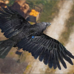 Screenshot #1 - Animalia - Raven