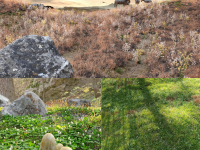 Screenshot #7 - Grassblade v2.6 PRO  - Addon For Grass, Weed, Field, Meadow, Lawn (Blender)