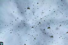 Fly Particle System