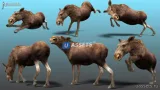 Screenshot #4 - Forest Animal - Deer & Moose Family Pack