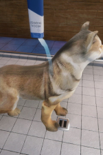 Screenshot #9 - Animal Shelter