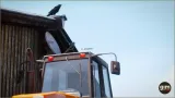 Screenshot #4 - Animalia - Raven