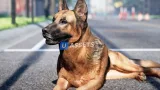 Screenshot #1 - Animalia - German Shepherd
