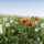 Realistic Grass Flowers Pack