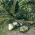 Tropical South-East Asia Rainforest / Jungle Pack