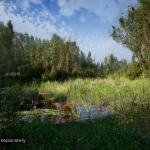 Screenshot #1 - PCG Biome: Forest Poplar (Interactive Foliage, Trees, Wind System, Nature)