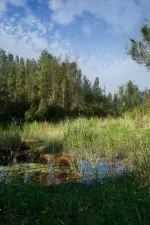 Screenshot #1 - PCG Biome: Forest Poplar (Interactive Foliage, Trees, Wind System, Nature)
