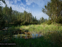 Screenshot #1 - PCG Biome: Forest Poplar (Interactive Foliage, Trees, Wind System, Nature)