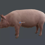 Screenshot #4 - Animal pack deluxe v2 1.0